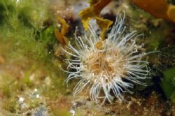 Spotted this small Anemone while snorkelling with my new ... by Robert Mcmeikan 